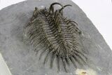 Spiny Comura Trilobite - Great Preparation #250010-5